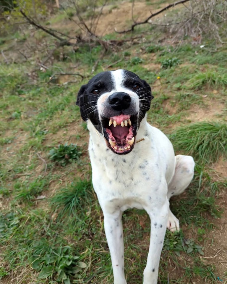 Fango, cane dell'Armata dei Randagi