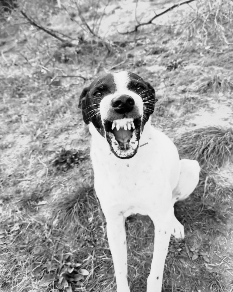 Fango, il primo cane dell'Armata dei Randagi