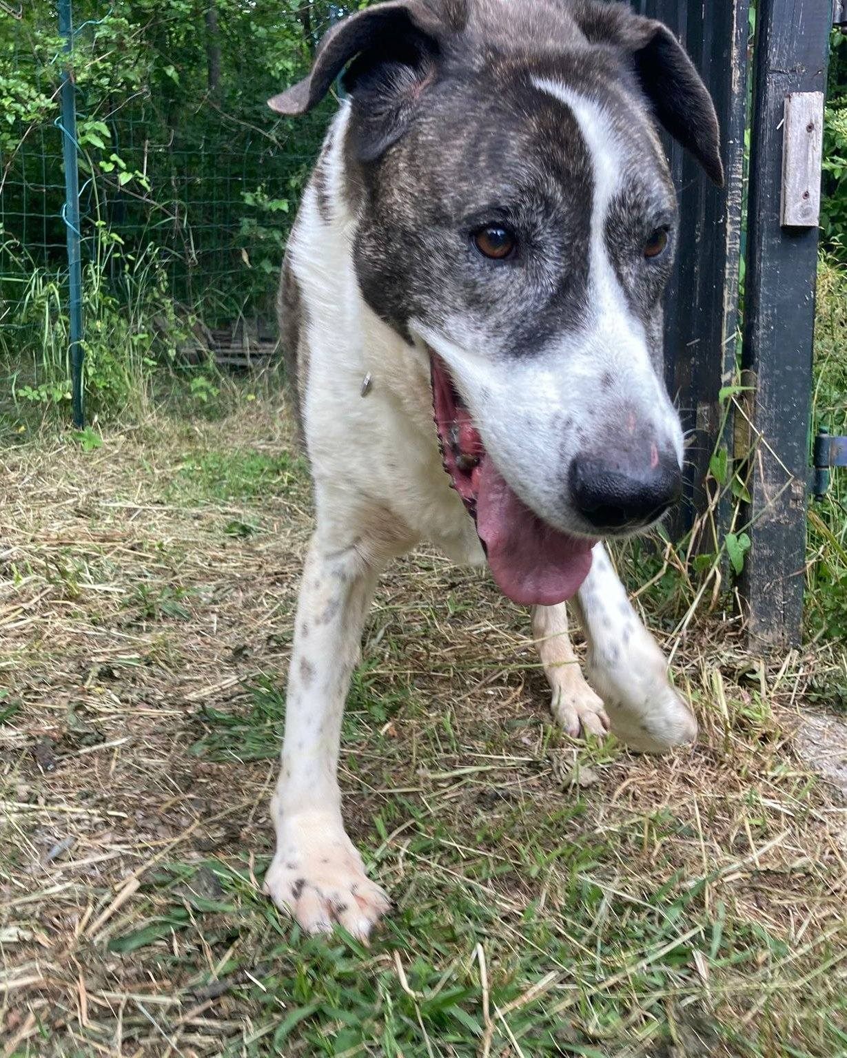 Papillon, cane dell'Armata dei Randagi