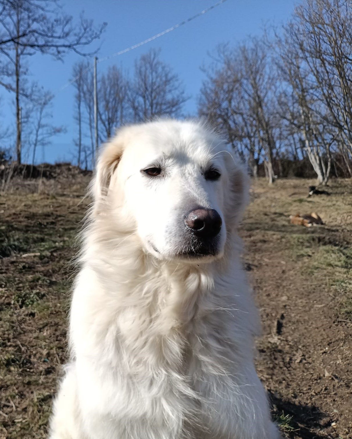 Unabomber, cane seguito nel progetto Adotta un Inadottabile