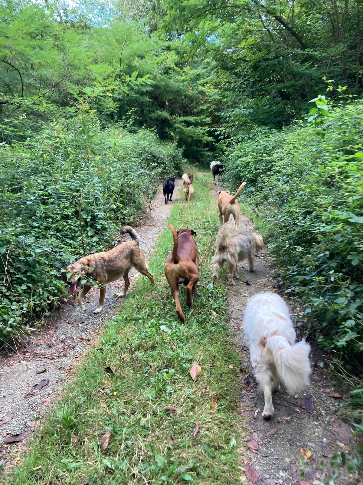 I cani dell'Armata dei Randagi a passeggio nel bosco