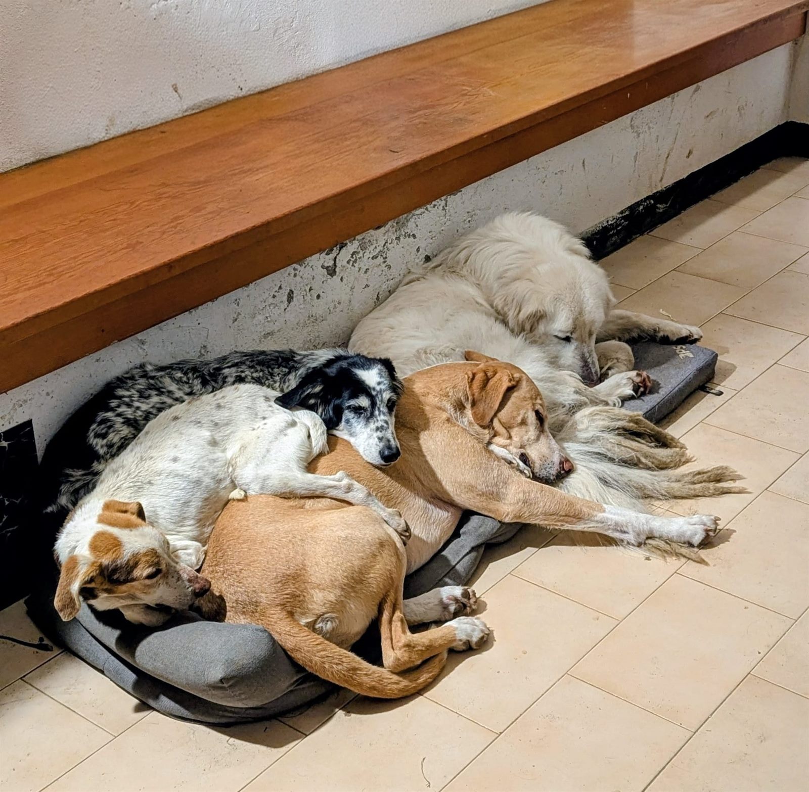Quattro cani che dormono tutti su un cuscino