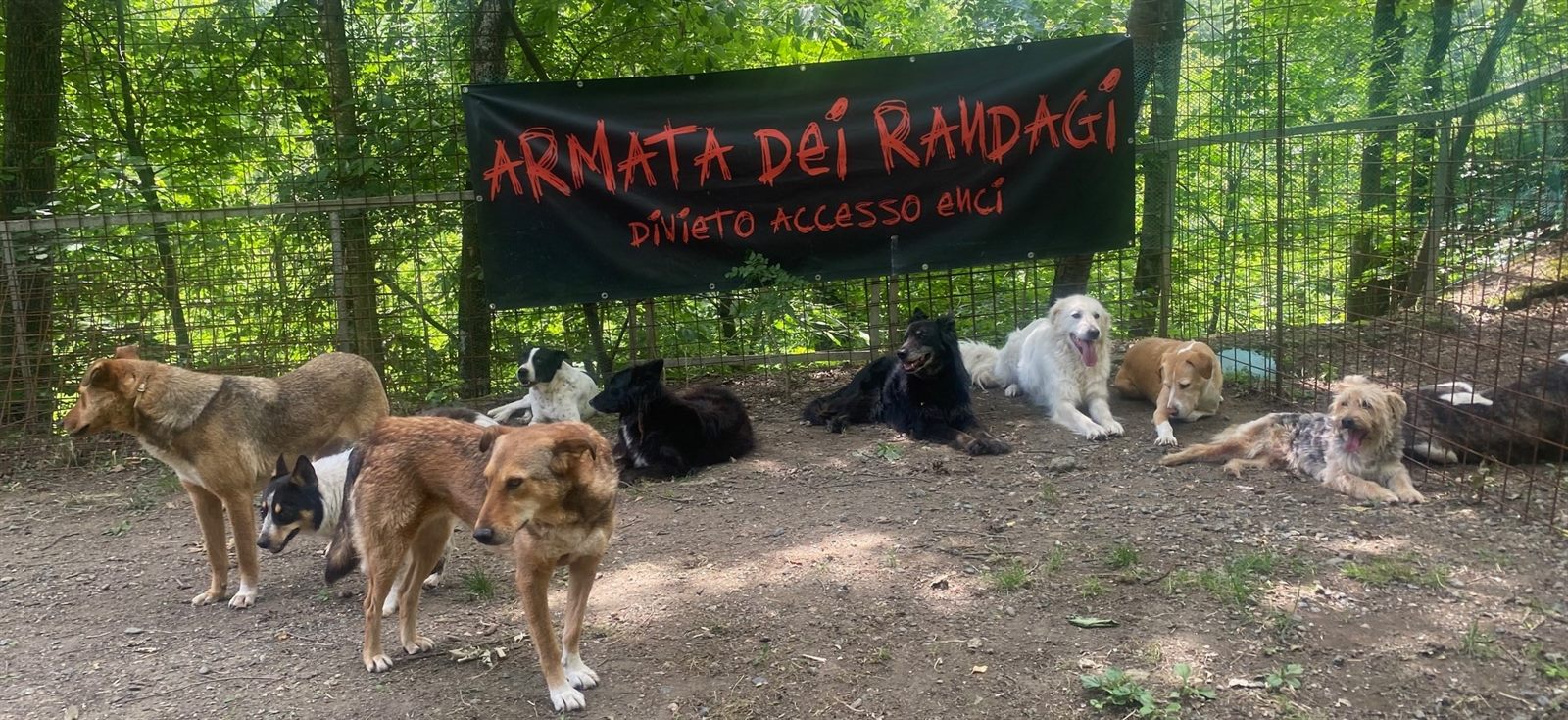 Usala, uno dei cani dell'Armata dei Randagi